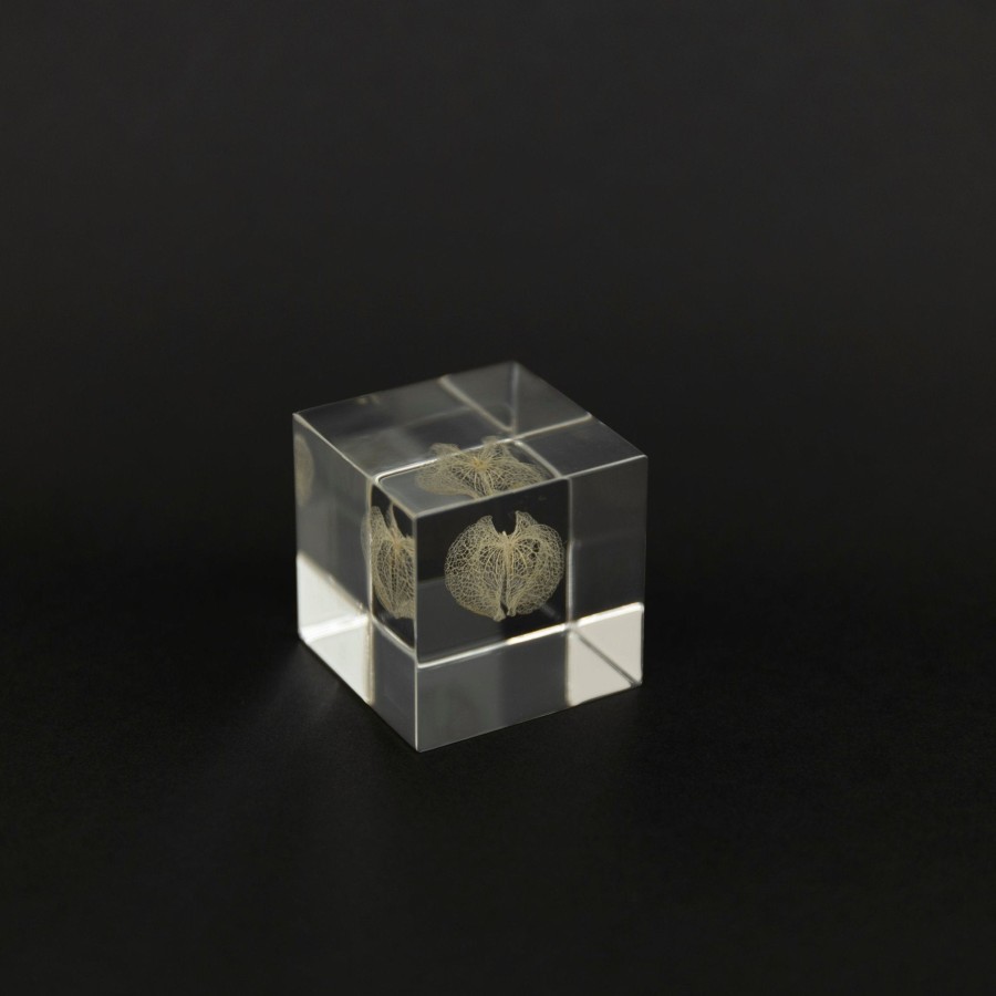 Living TORTOISE-yellow paper Sola Cube | Sola Cube - Apple Of Peru