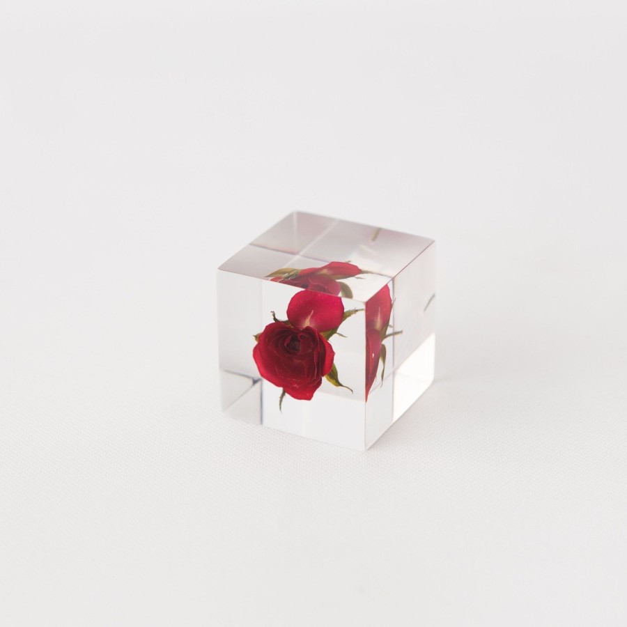 Living TORTOISE-yellow paper Sola Cube | Sola Cube - Rose (Limited Edition)